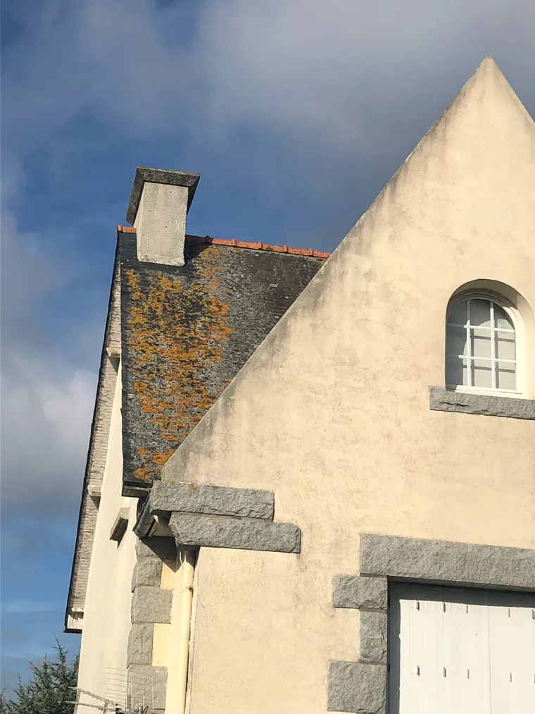 Mousses et lichens visibles sur une toiture en ardoise